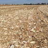 Maize Stubble Straw Mulch