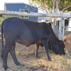 Angus X Boran 