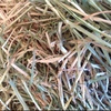 Barley & Vetch Hay
