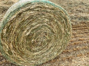 Oaten Hay Rolls 5x4