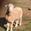 Poll Dorset Rams, Stud Flock No 258