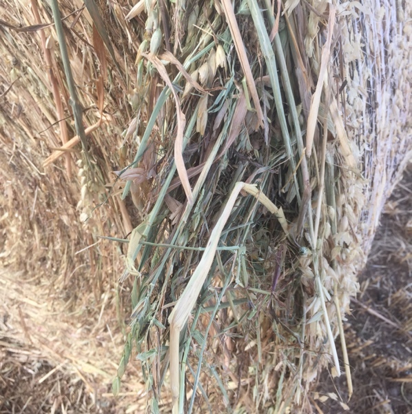 300 x Oaten Hay 4x4 Rolls