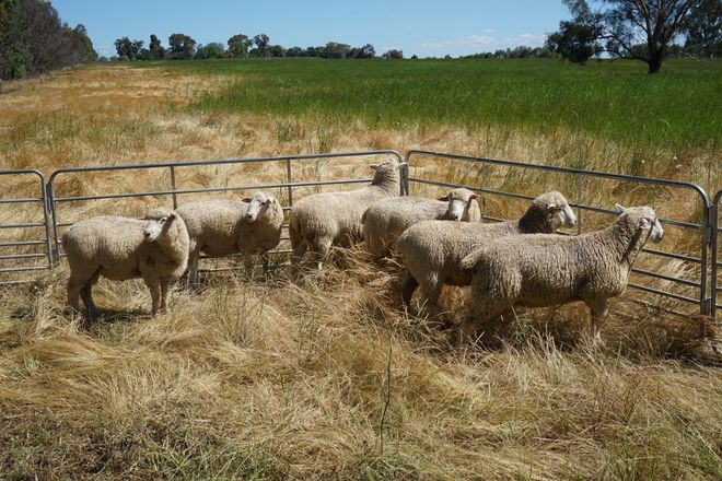 2020 White Suffolk and White Suffolk X Poll Dorset Rams