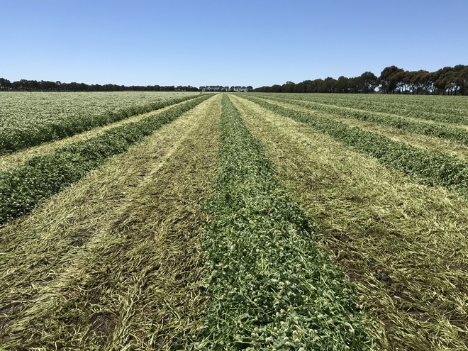 Balansa Clover Hay 8x4x3 Bales