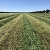Balansa Clover Hay 8x4x3 Bales