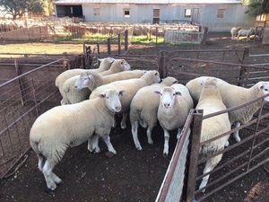 White Suffolk Rams