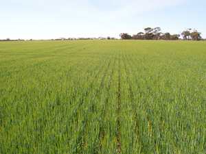 Wanted: Farmer/Owner Operator of Large Header from Western District Of Victoria to harvest cereals near Warracknabeal.