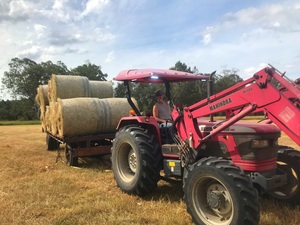 Freshly baled 4x4 round Rhodes Grass Hay