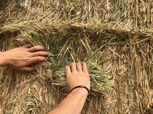 Barley Hay 670kg 8x4x3 Bales