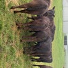 Weaned Steers and Heifers 