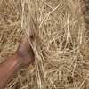 200mt Barley Straw 8x4x3 Bales