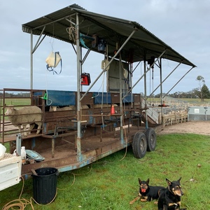3 stand harrington crutching trailer for HIRE