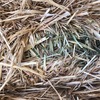 50t Wheaten/Rye Hay PRICE REDUCED 