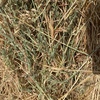  Oaten Hay  Approximately 300 - Rolls - To Be SOLD By the Bale