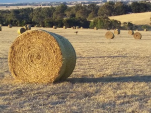 190 x Pasture Hay Rolls