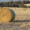190 x Pasture Hay Rolls