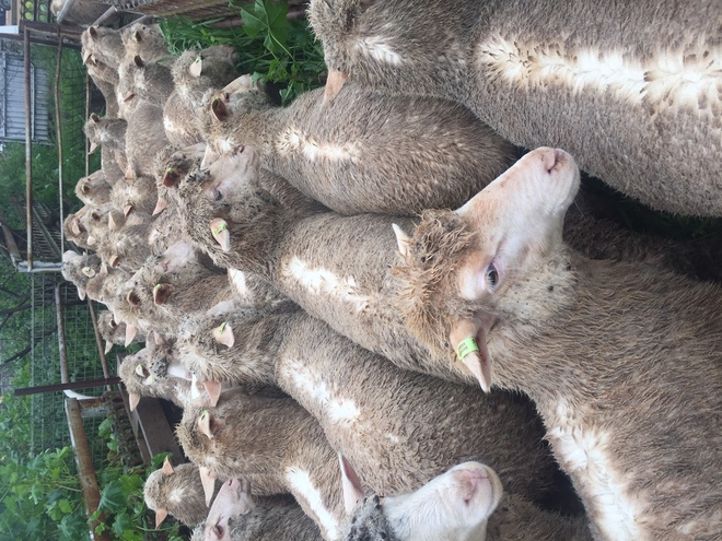 60 Danbury meat merinos