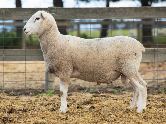 Under Auction - Lot 31 Highlander Ram 190906 (DLE Ram Auction A100 - 10th Sept via Auctionsplus) 