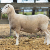 Under Auction - Lot 31 Highlander Ram 190906 (DLE Ram Auction A100 - 10th Sept via Auctionsplus) 