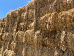 Clover & Rye Grass Hay - 8x4x3 Large Squares