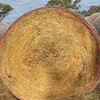 VETCH HAY – Rolls – A1 Quality