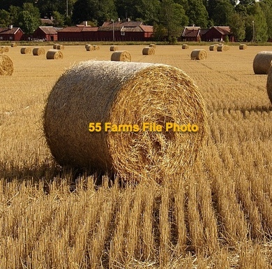 Wheaten Straw Rolls for sale 