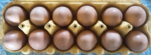 Silver laced barnvelder fertile eggs for sale