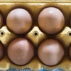 Silver laced barnvelder fertile eggs for sale