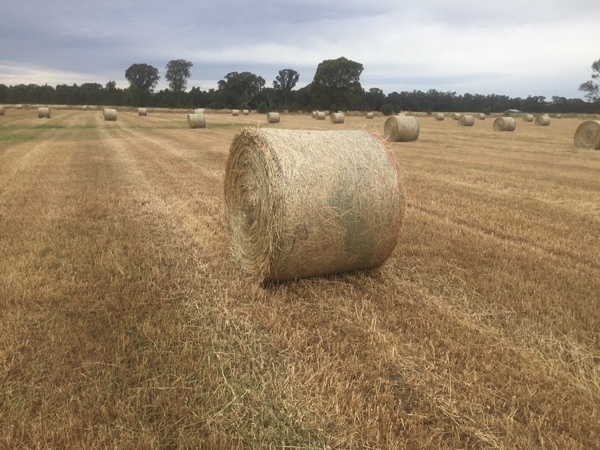200 x Pasture Hay 4x4 Round Bales