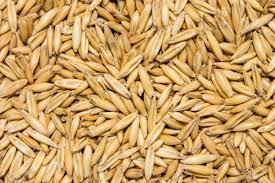 Seed Oats