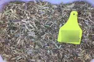 Barley Vetch Hay 8x4x3 Bales Seller to Freight