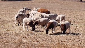 14 Dorper Ewe Lambs 7 months old