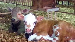 CopRice Beef Breeder Blend