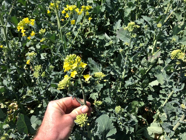 Canola Silage 4x4 Bales Fine Chopped - PRICE REDUCTION