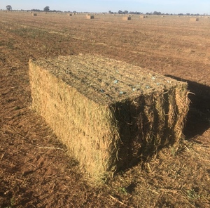 Vetch Hay