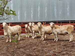 SheepMaster Flock Rams