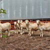 SheepMaster Flock Rams