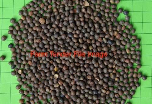 8 m/t Uncleaned Vetch Seed