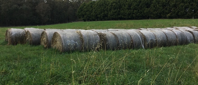 Clover & Rye Pasture Hay 5x4 Round Bales
