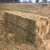 Under Auction - 175 Bales of - Balansa / Rygrass hay 3x3x8