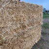Windrowed Wheat Straw 500kg Bales-Shedded, High Quality 
