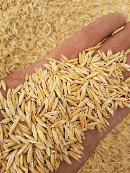 10/mt of Winteroo Oats