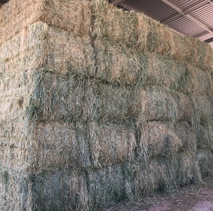 Cereal Rye Hay 8x4x3 Bales 2 x B Double Load (128 Bales)