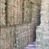Clover Hay Small Squares in Barron Packs