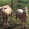 Poll Dorset Rams
