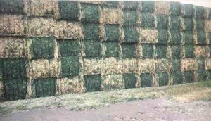 Lucerne hay