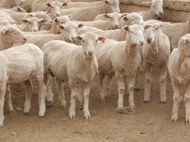 415 1st and 2nd cross lambs. 