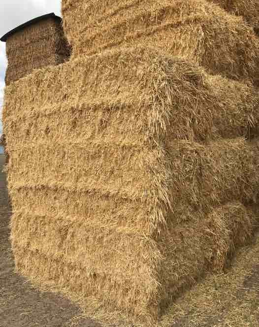 Balansa Clover Hay 8x4x3 Bales