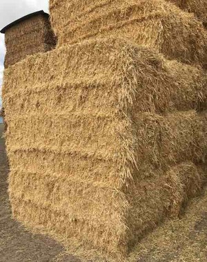 Balansa Clover Hay 8x4x3 Bales