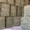 Clover Hay Small Squares in Barron Packs